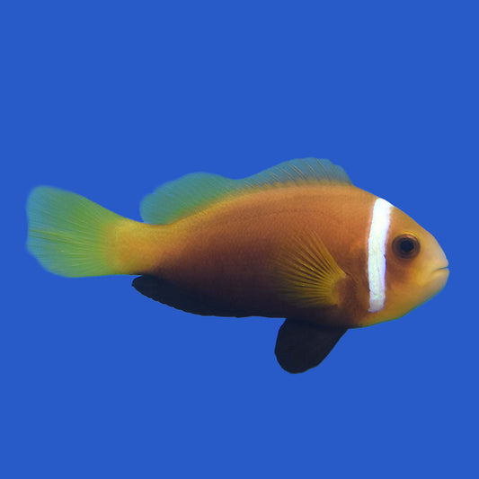 Blackfoot Clownfish