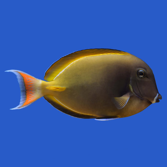 XXL Achilles Hybrid Tang WYSIWYG