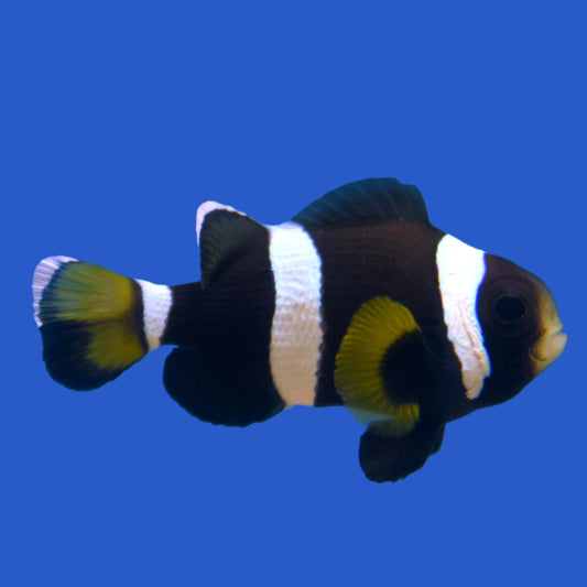Latezonatus Clownfish - Aquacultured