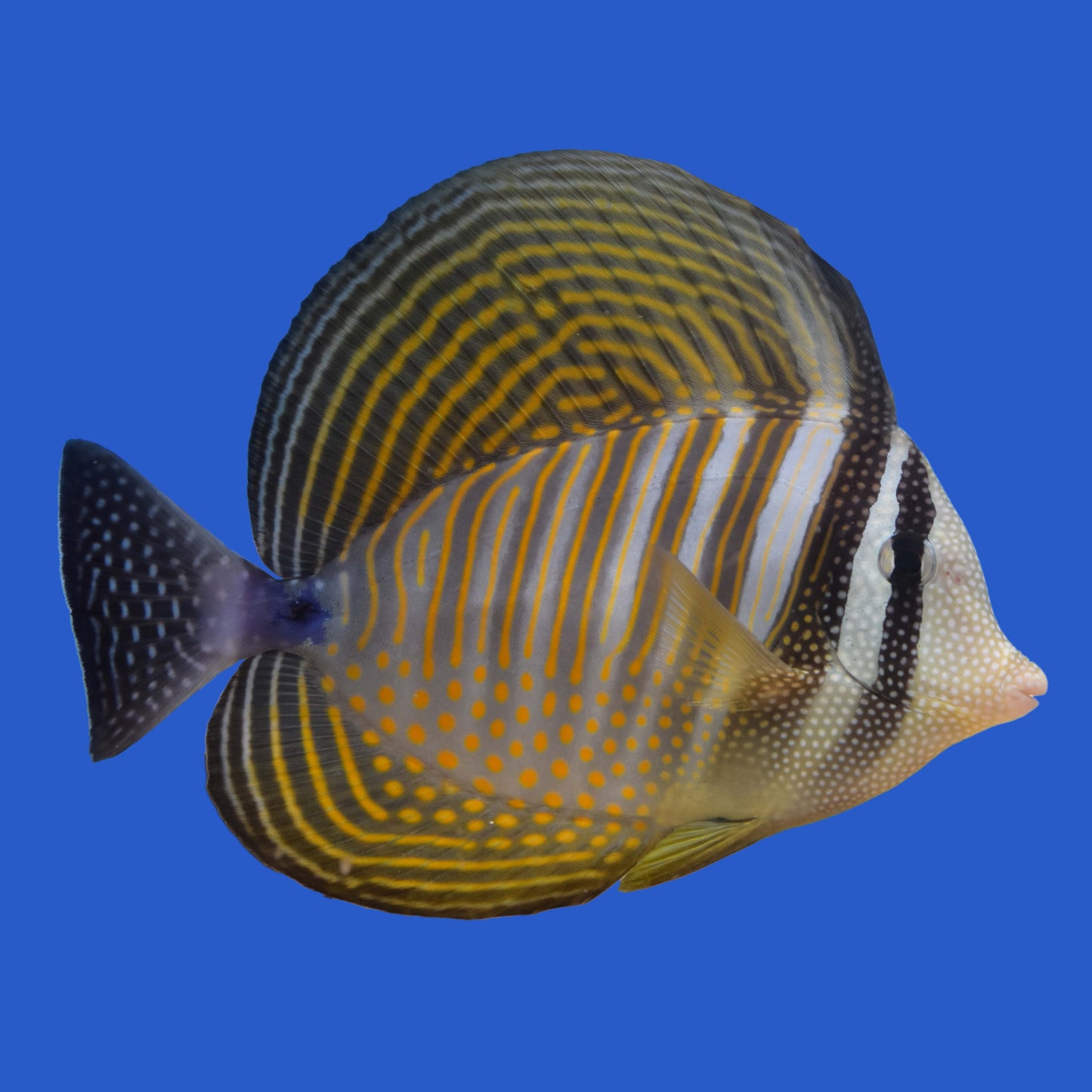 Desjardini  Sailfin Tang