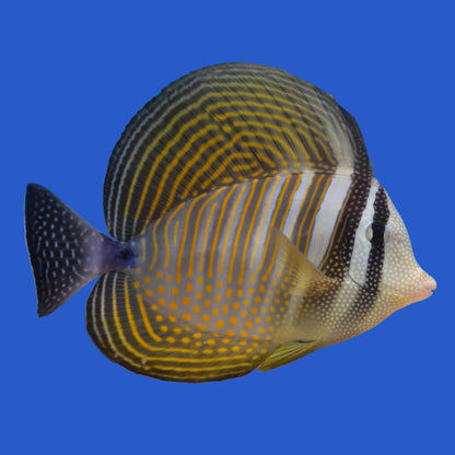 Desjardini  Sailfin Tang