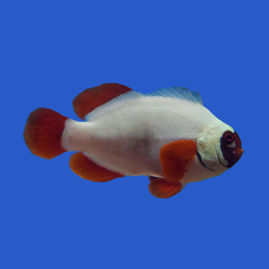 Gold Nugget Clownfish