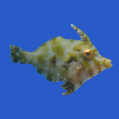Aiptasia Eating Filefish