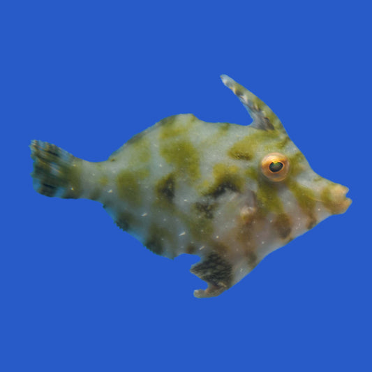 Aiptasia Eating Filefish