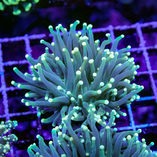 Green Torch Coral Single Head