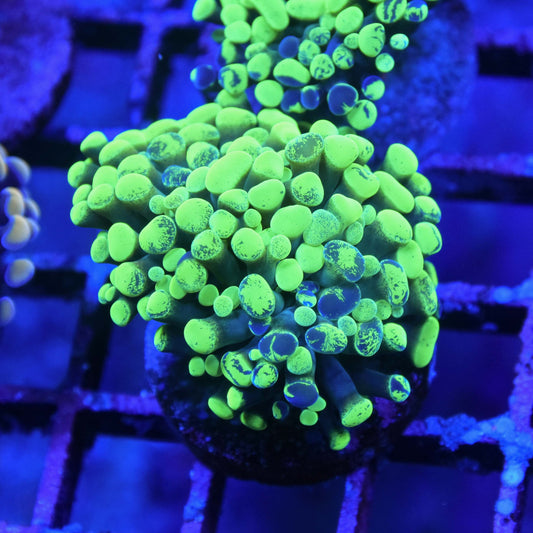 Splatter Hammer Coral Single Head