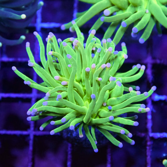 Cotton Candy Torch Coral Single Head