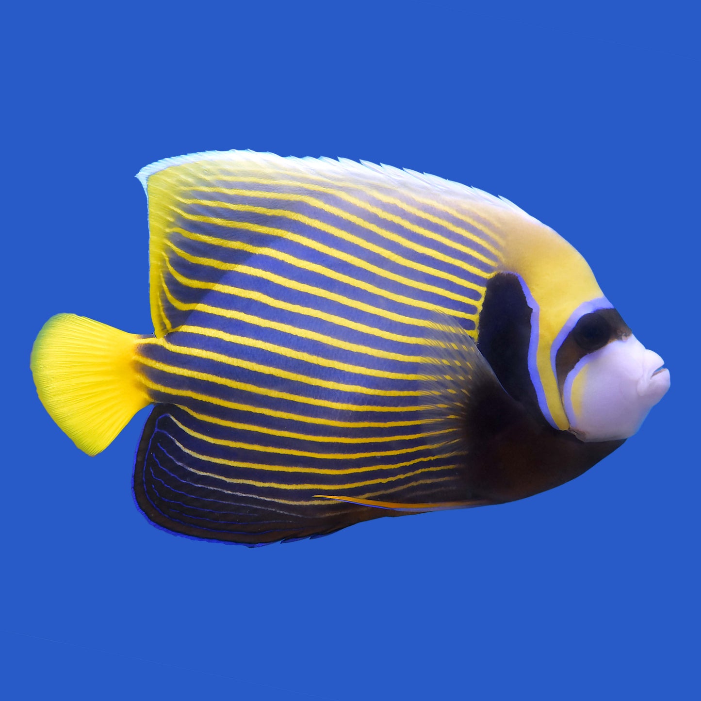 Huge 10" Emperor Angelfish WYSIWYG