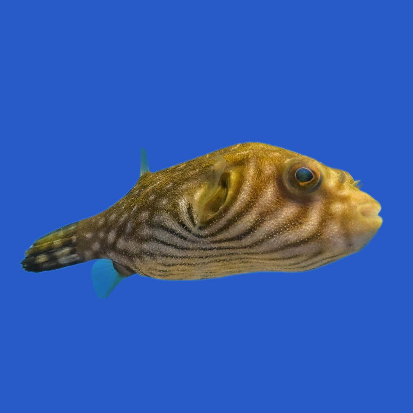 Stellatus Pufferfish WYSIWYG
