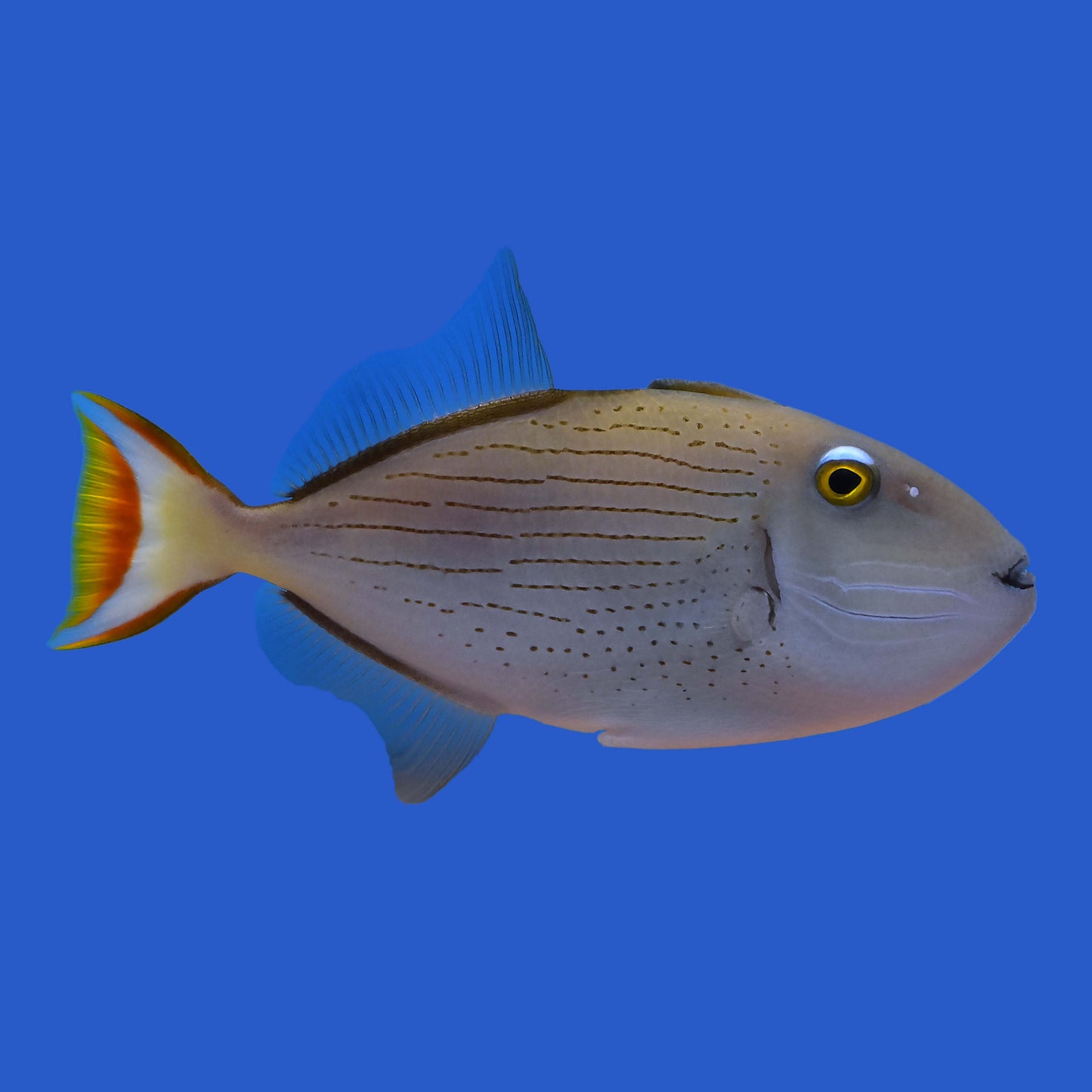 Line Spot Triggerfish WYSIWYG