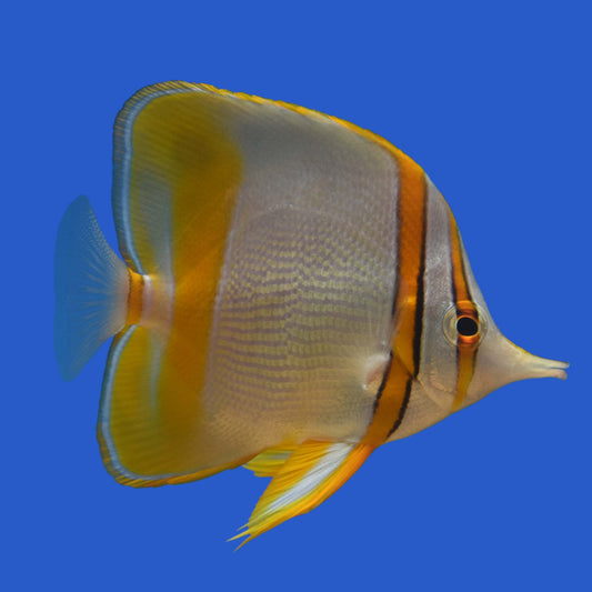 Marginalis Butterflyfish WYSIWYG