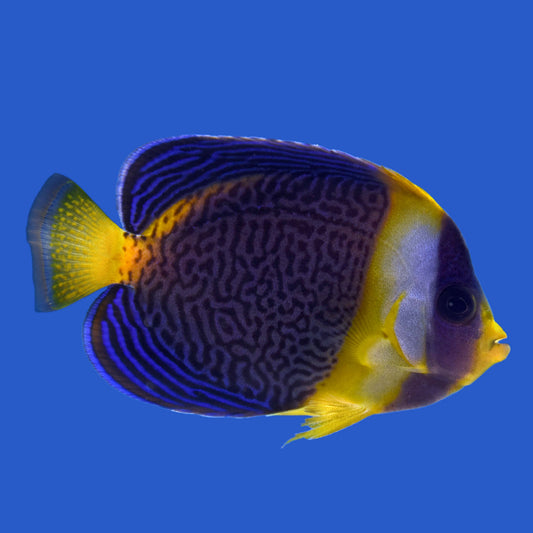 Scribble Angelfish WYSIWYG