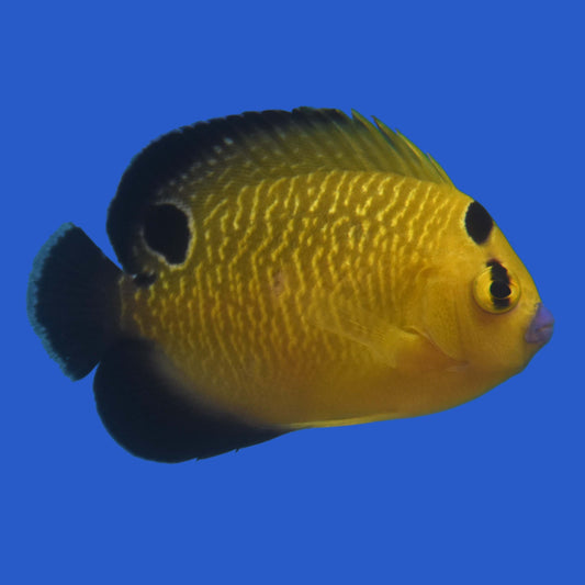 Goldflake Angelfish WYSIWYG