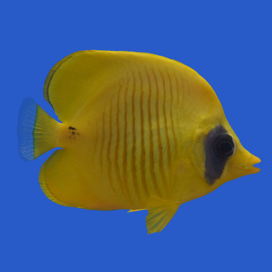 Golden Butterflyfish