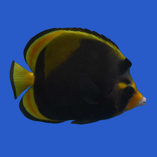 Black Butterflyfish WYSIWYG