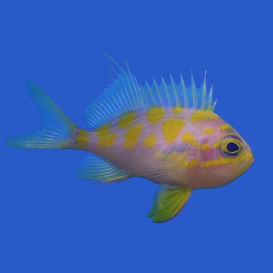 Blotchy Anthias WYSIWYG