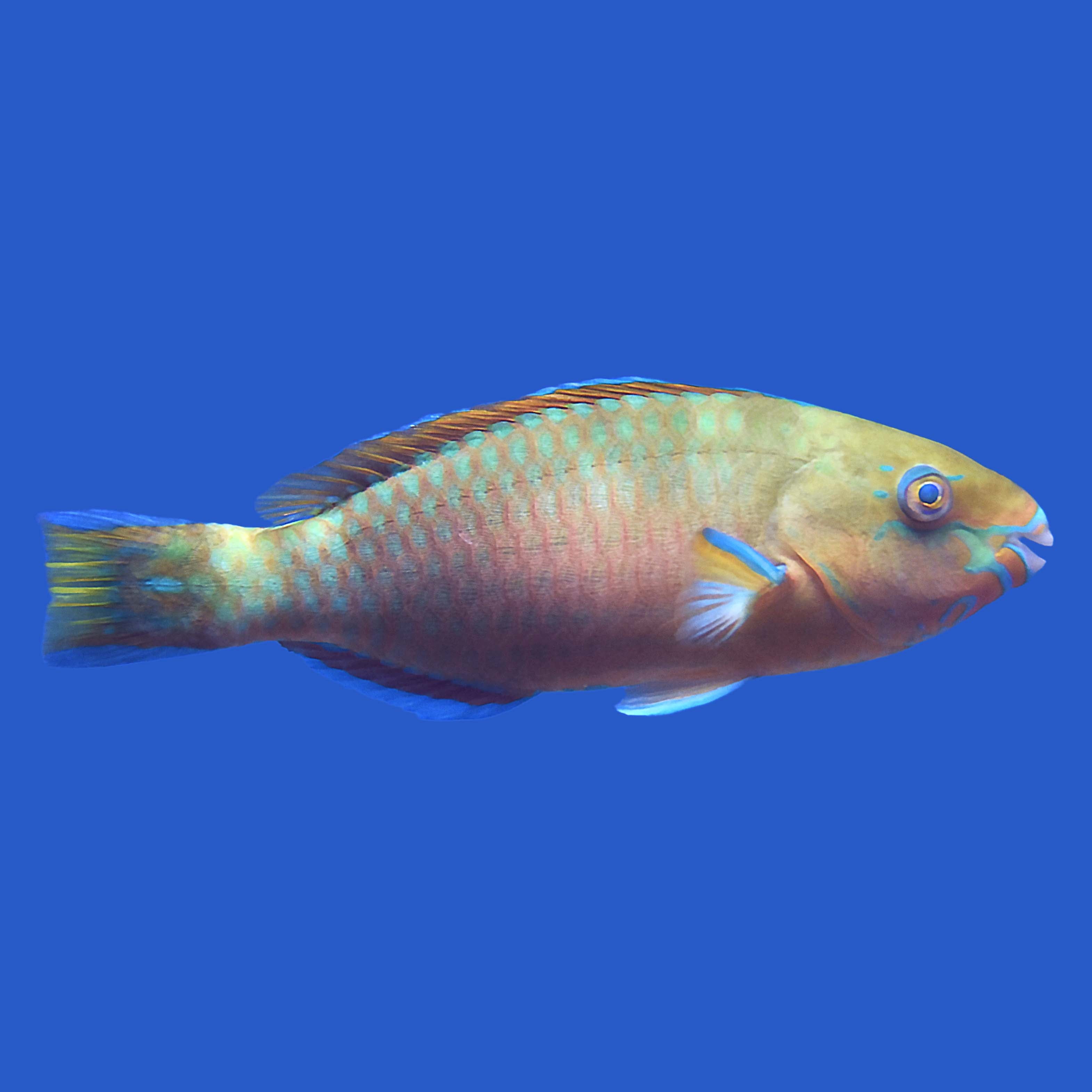 Quoyi Parrotfish – Aquatic Collection Aquarium