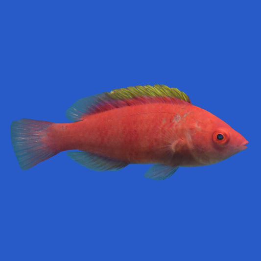 Yellow-Fin Fairy Wrasse