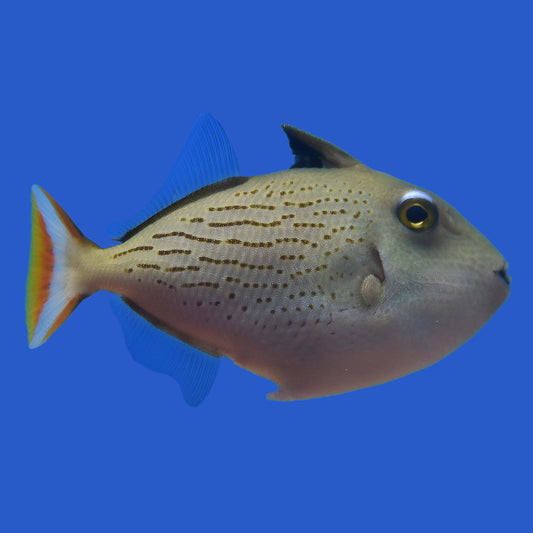 Golden Back Triggerfish WYSIWYG