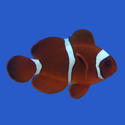 Maroon Clownfish