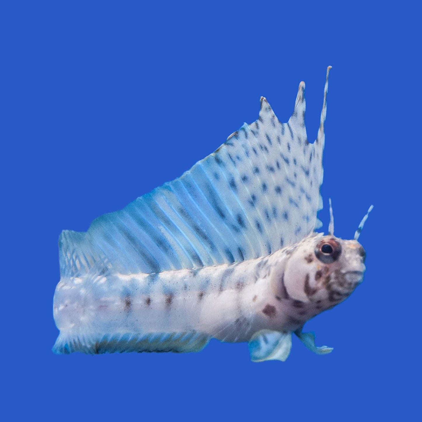 Gulf Signal Blenny