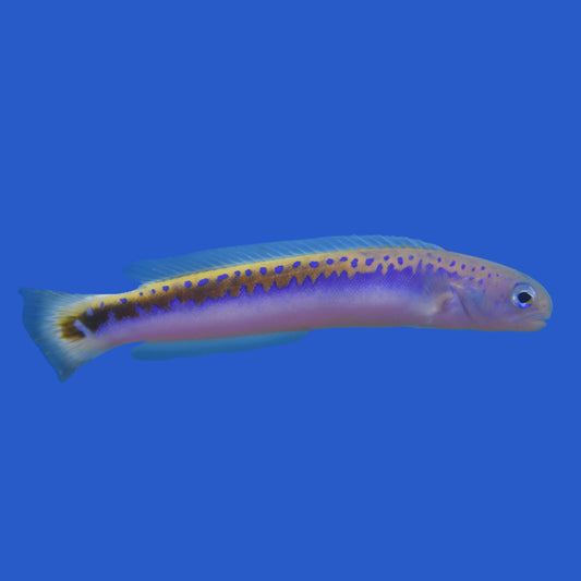 Orieni Tilefish WYSIWYG