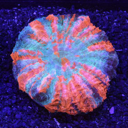Acanthophyllia