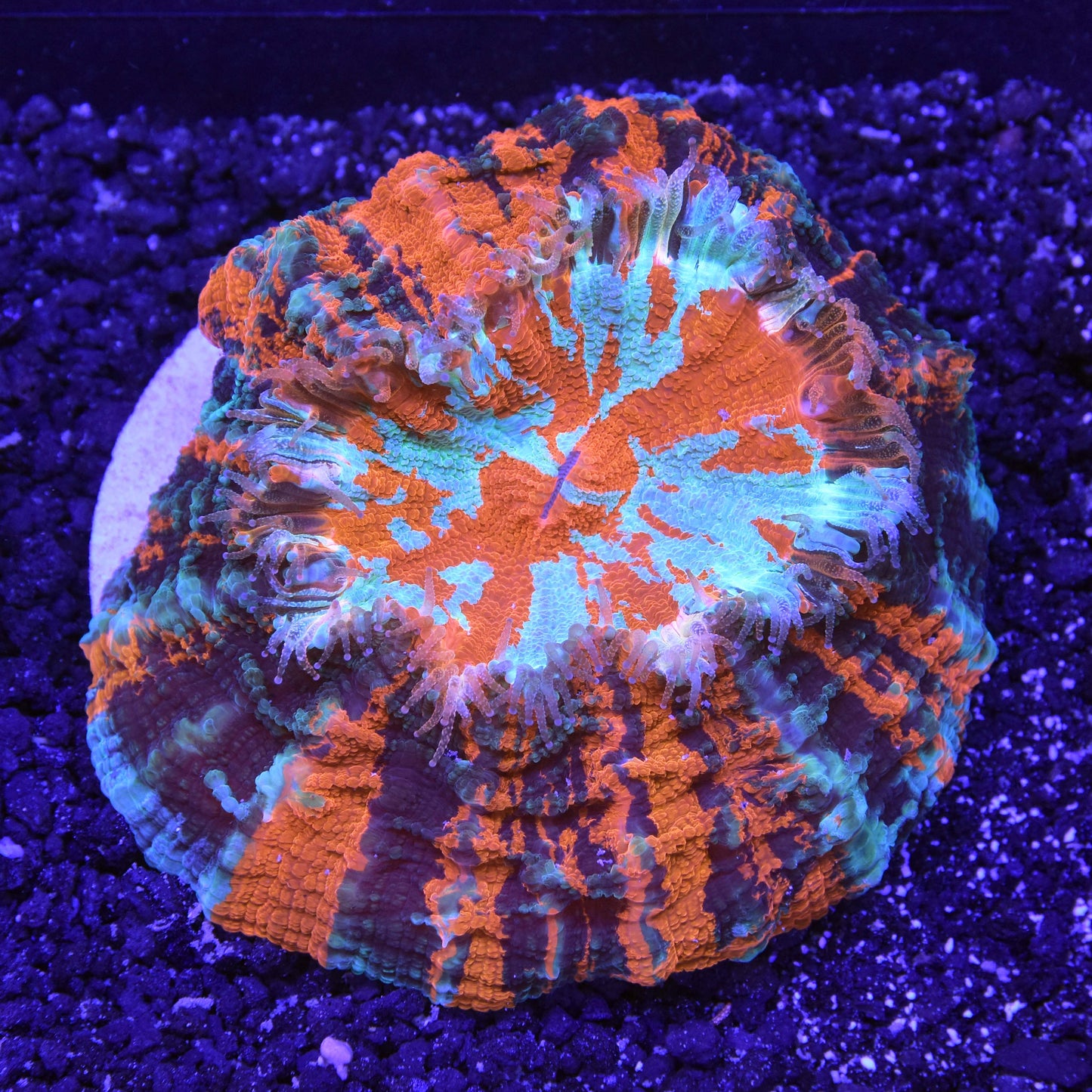 Acanthophyllia