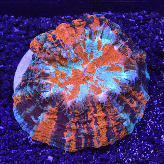Acanthophyllia