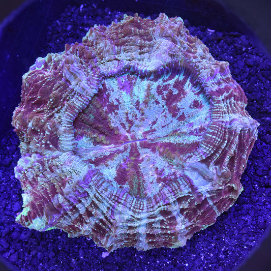 Acanthophyllia