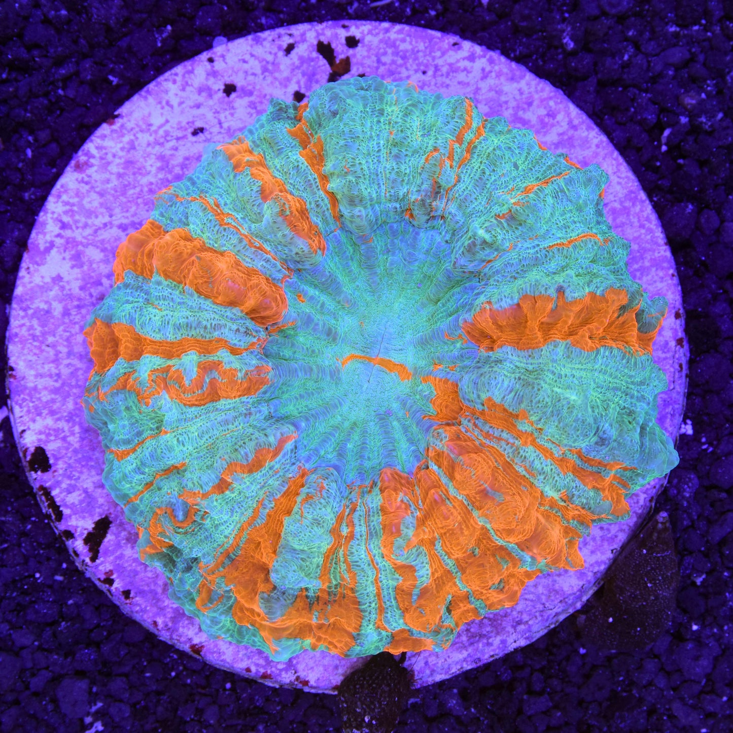 Acanthophyllia
