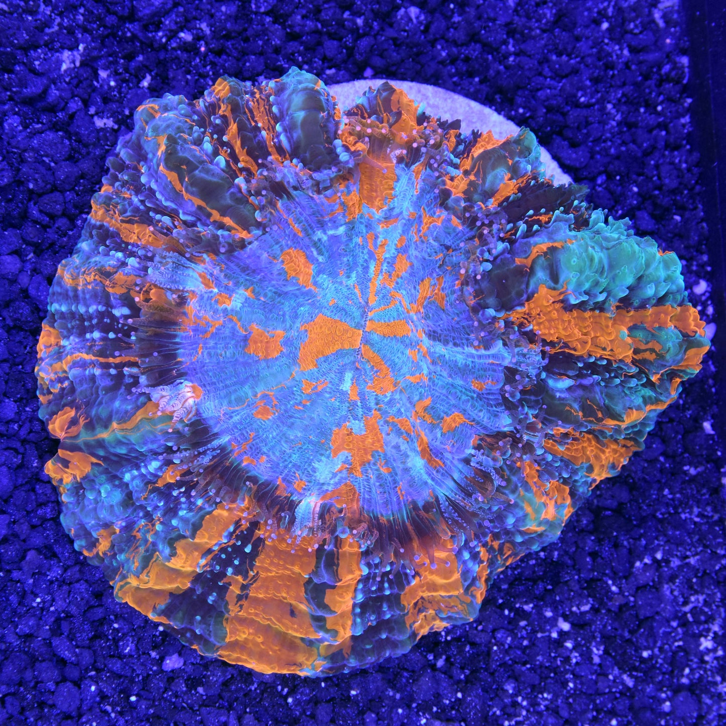 Acanthophyllia