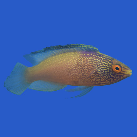 Rhomboid Fairy Wrasse