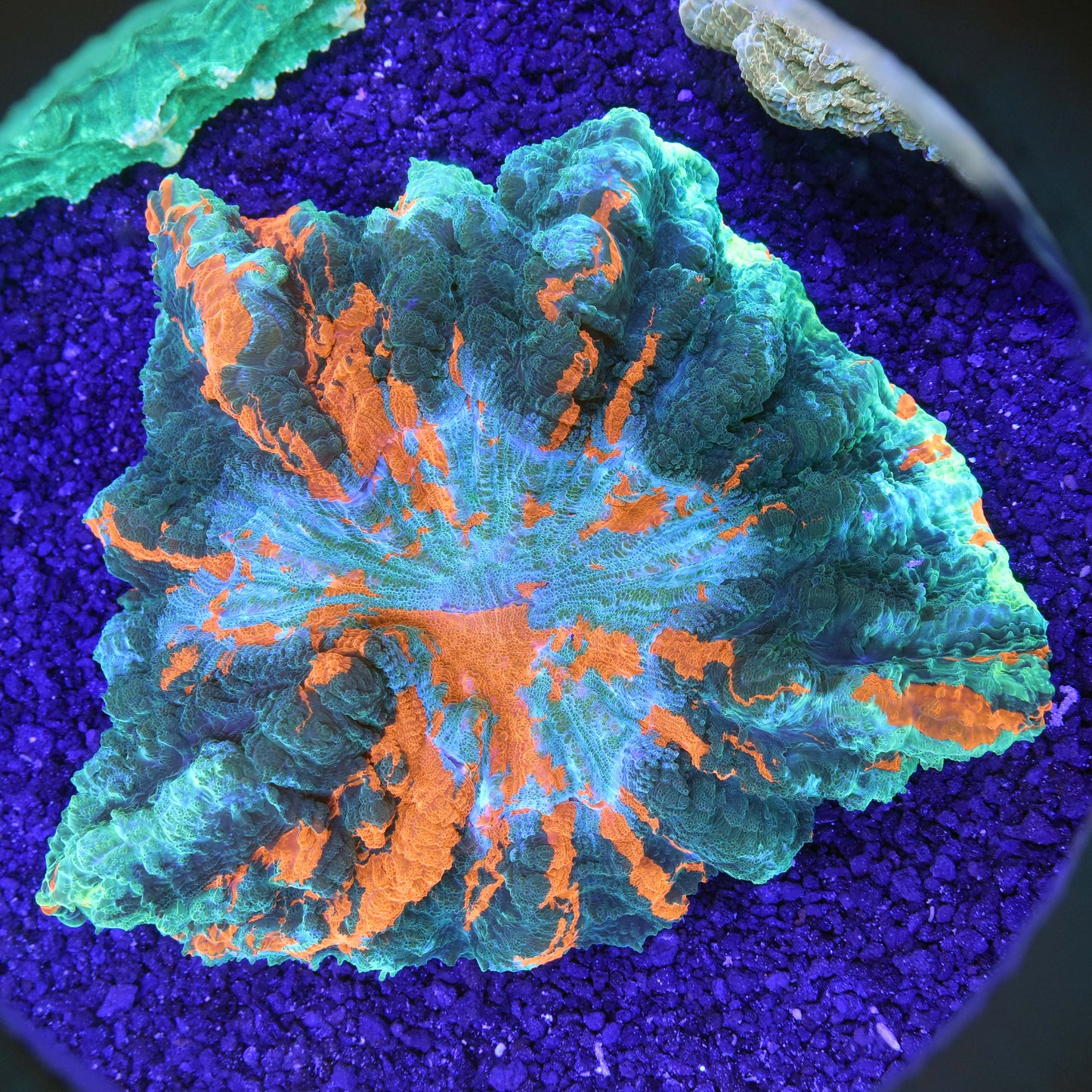 Acanthophyllia