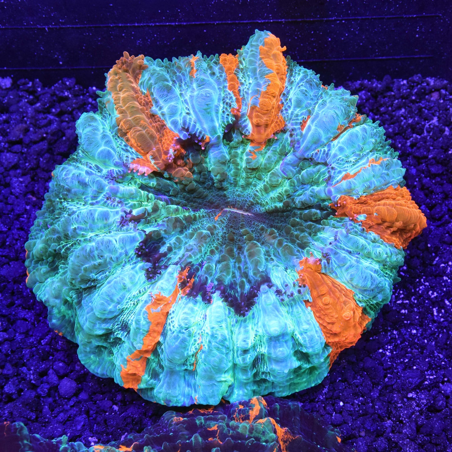 Acanthophyllia
