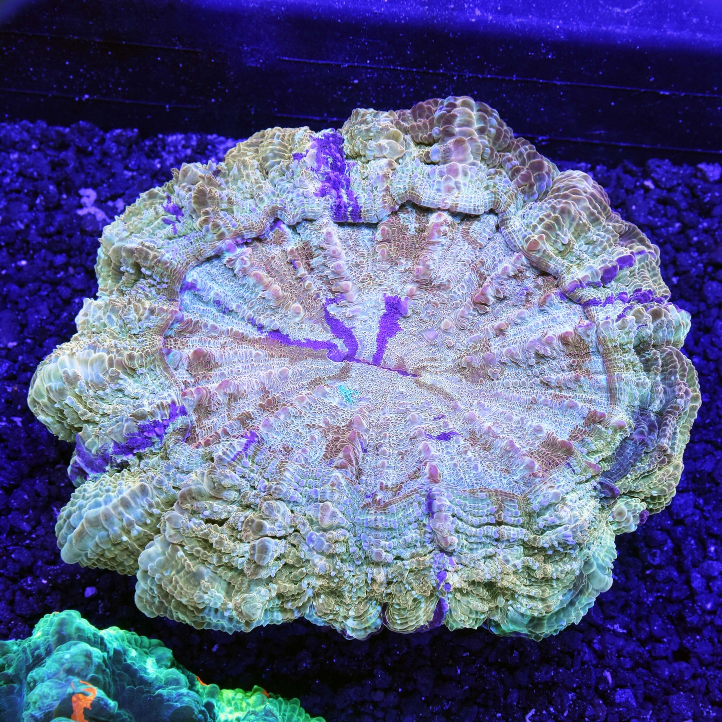 Acanthophyllia
