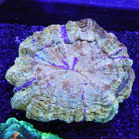 Acanthophyllia