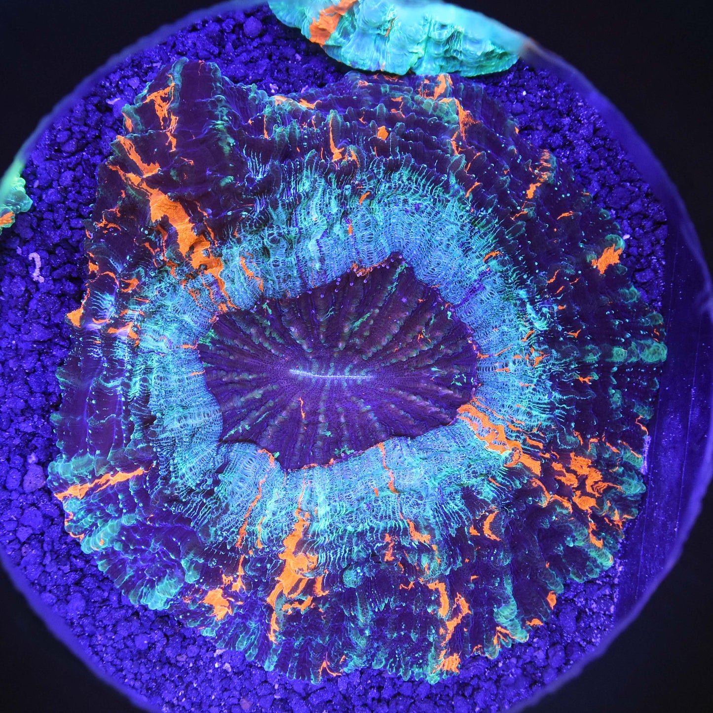 Acanthophyllia