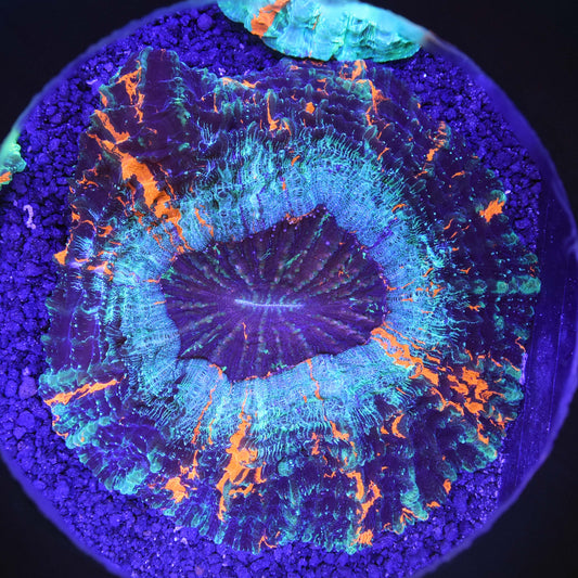Acanthophyllia