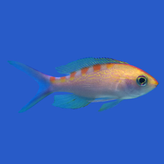Flavo Anthias