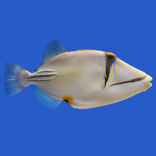 Assasi Triggerfish