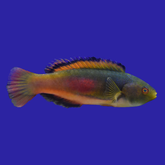 Scotts Fairy Wrasse