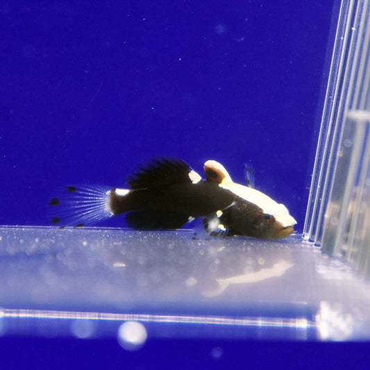 White Cap Goby