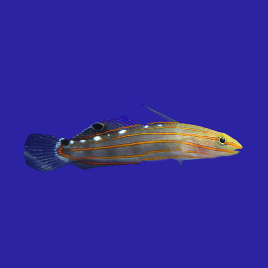 Rainford Goby