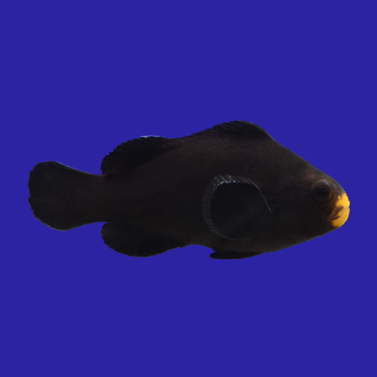 Midnight Clownfish - Aquacultured