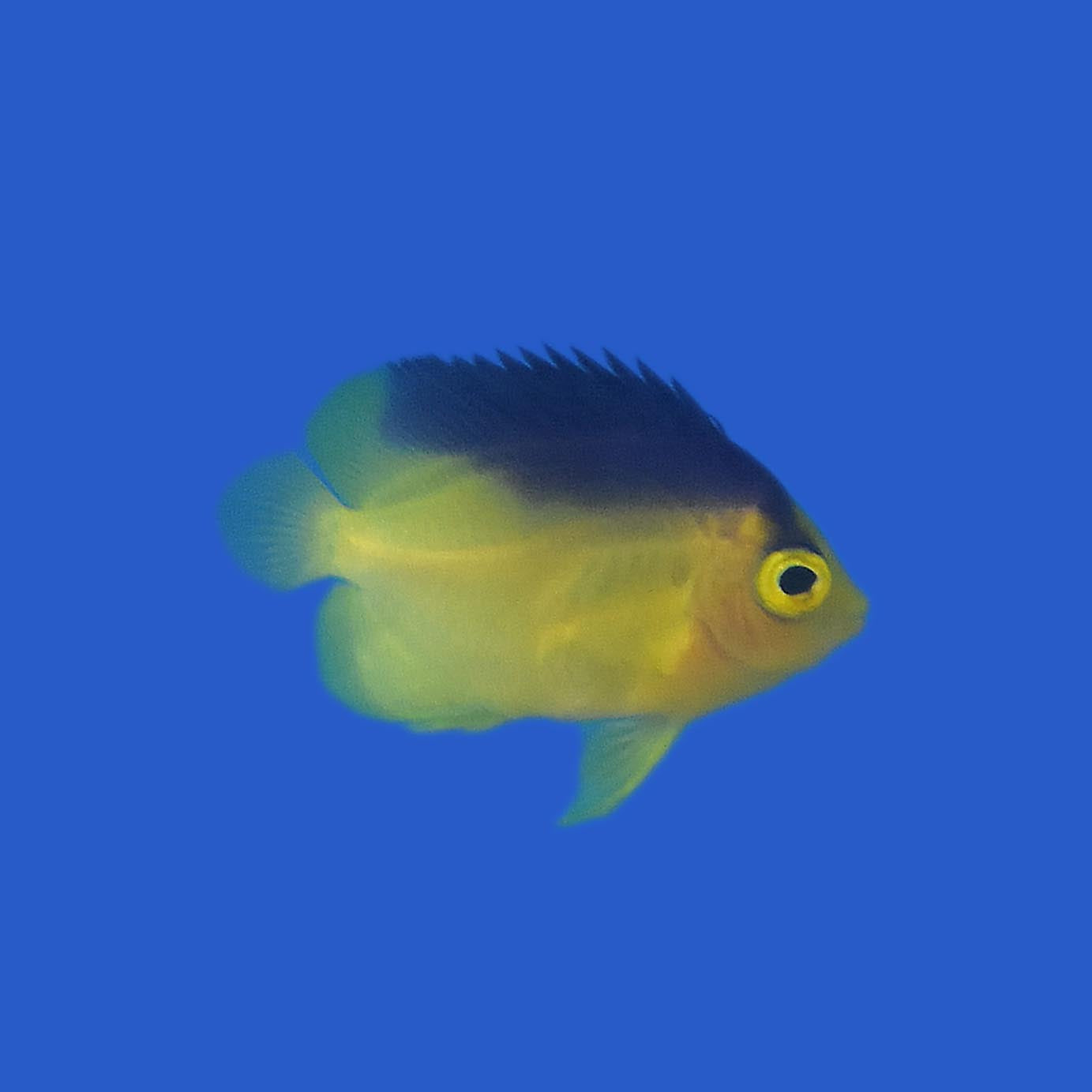 Colin's Angelfish (Tank Raised) WYSIWYG