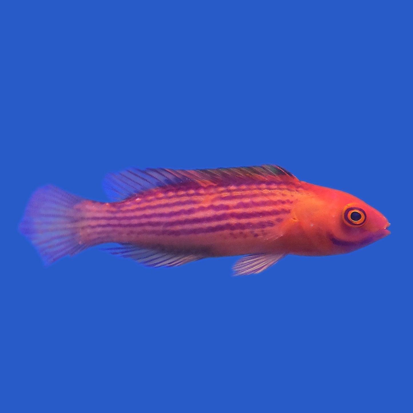 Earle's Wrasse WYSIWYG