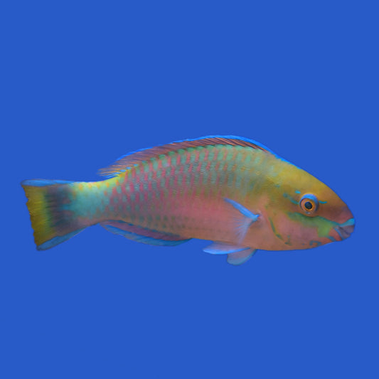 Quoyi Parrotfish WYSIWYG