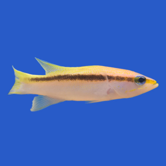 Blackstripe Basslet WYSIWYG
