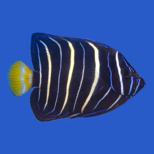 Chrysurus Angelfish WYSIWYG